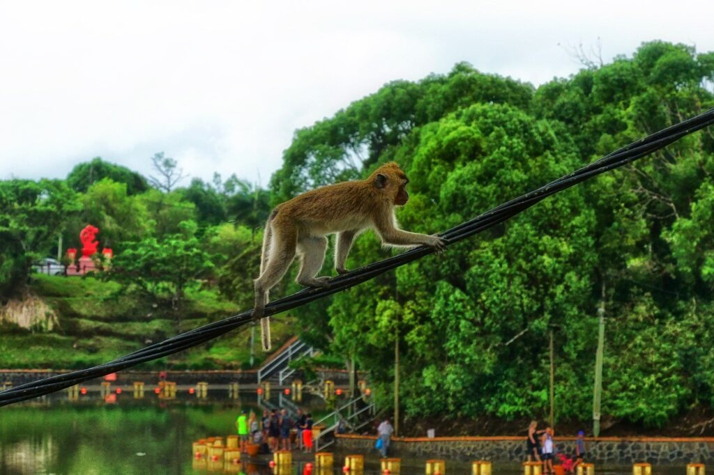 ape rope climb baboon mauritius 7441146